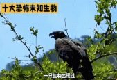 多佛恶魔电影？多佛多做什么的？