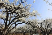 砀山四十天天气预报，砀山40天天气预报天气预报