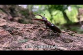 纯血马拍卖，纯血马拍卖价
