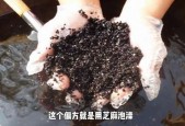芝麻钻入全身毛孔图，芝麻钻进皮肤？