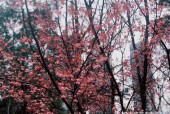 湖南长沙雨花区天气，长沙市雨花区天气预报7天