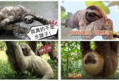 树懒为什么死在拉屎过程中，树懒为什么拉屎会死？