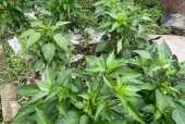 鸡泽县天气预报详情？鸡泽县天气预报逐小时？