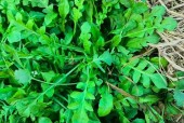 四川春天野菜美食推荐，四川野菜名字大全？
