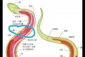 蛇真实事件？关于蛇的真实事件？
