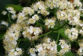 为什么要种植石楠花，为啥要种石楠花？