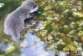 水獭为什么会拖人下水，水獭为什么会拖人下水呢