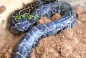 新宾蟒蛇事件，新宾蟒蛇事件真相