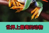 箭毒蛙vs毒蛇，箭毒蛙的敌人是谁