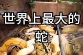 红海巨蛇真实视频，红海大蛇事件