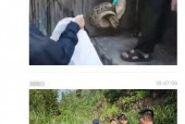 挖蛇事件云南？云南挖出大蛇事件？