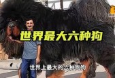世界最大的狗，世界最大的狗品种？