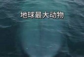 世界上最大的动物是蓝鲸？世界上最大的动物是蓝鲸还是非洲象？