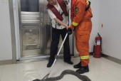 被挖机挖死的两条蟒蛇，挖掘机挖断蟒蛇被吓死