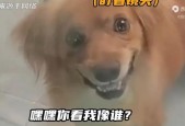 恐怖微笑狗15秒吓死你，恐怖微笑狗的视频？