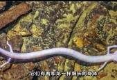 拍到的诡异生物，帮我查一下诡异生物的照片