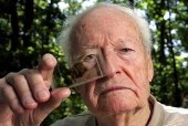爱因斯坦的大脑被切成240块？爱因斯坦的大脑被切成240块了？