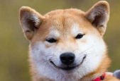 微笑狗是什么东西？微笑狗是真的吗?？