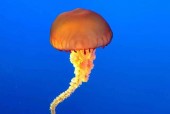 澳洲方水母，澳洲方水母和箭毒蛙谁更厉害