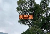 沂南苏村镇天气预报，沂南县苏村镇领导班子成员
