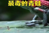 黄金箭毒蛙可以吃吗，黄金箭毒蛙有毒吗