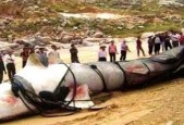 喀纳斯湖水怪大红鱼，喀纳斯湖水怪大红鱼视频？