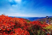焦作中站区天气预报，焦作中站区天气预报15天？