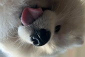 微笑的狗原图片，微笑的狗恐怖原图 事件？