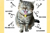 陕西夜狸猫事件详细经，陕西夜狸猫图片