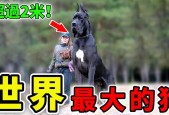 世界上最大的狗有多高？世界上最大的狗身高是多少？