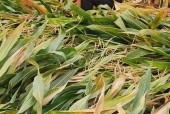 芝麻女孩挑芝麻的视频片段，“芝麻女孩”？