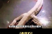 龙是几级保护动物，龙是几级保护动物的英文