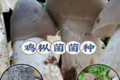 金平特产美食介绍，金平县前十特产