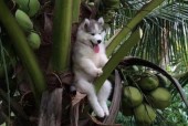 微笑猪的图片，微笑猪原图