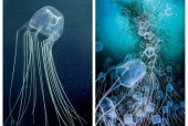 箱水母有多毒，箱水母能毒死鲸鱼吗？