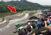 中国最大的蛇出现在哪里，中国最大的蛇在什么地方？