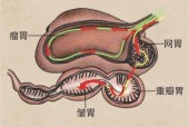 牛欢喜是牛的什么部位图片，牛欢喜是啥部位？