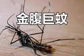 世界上最大的蚊子是什么？世界上最大的蚊子有？