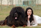 巴厘虎厉害吗，巴厘虎是什么