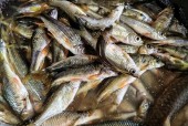 蓬安特产美食简介，蓬安特产美食简介大全？