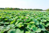 白洋淀景区今天天气？白洋淀天气15日查询？