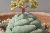 世界上最小的花图片？世界上最小的花图片大全？