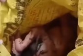 镀金婴尸真实事件，镀金婴尸养得活吗