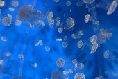 箱水母视频？箱体水母？