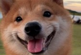 微笑的狗真实图片，微笑的狗真实图片大全