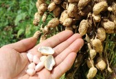 大悟县特产美食做法，大悟县特色？