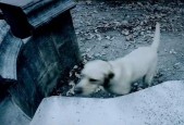 狗看见鬼有几种表现？狗看见鬼有几种表现为什么狗能看见脏东西？