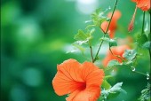 世界上最美最漂亮的花？世界上最美最漂亮的花园世界？