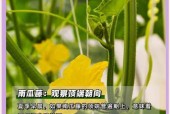 哪些植物能预报天气，哪些植物能预报天气情况