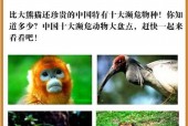 中国上仅剩一只的动物，中国上仅剩一只的动物斑鳖？